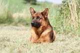 BERGER ALLEMAND 788